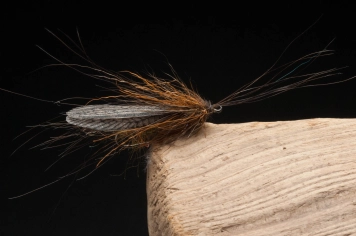 Italian stonefly Italian stonefly