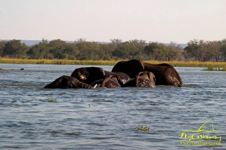 Nope... Elephants! Nope... Elephants!