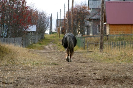 Horse in town Horse in town