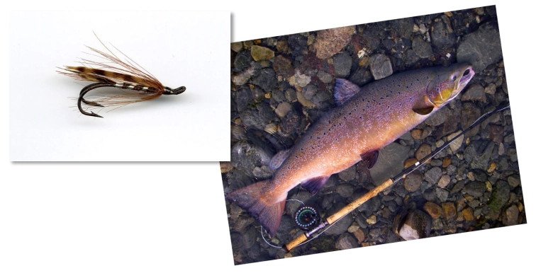 Small fly, large fish Small fly, large fish