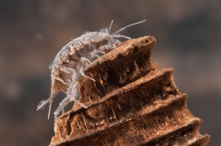 Asellidae