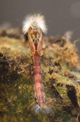 Chironomid pupa