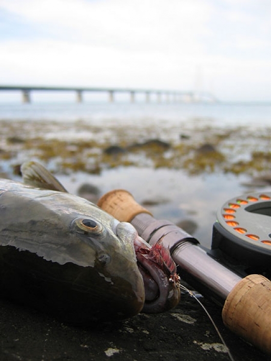 Bridge/fish