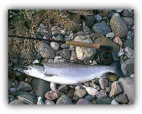 Sea trout on the Moyerfokker