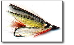 GOLDEN SHINER Image