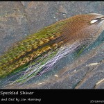 #300 Harry's Speckled Shiner - Jon Harrang