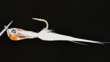 Video thumb for Upside Down Eggsac Minnow