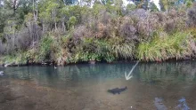 Video thumb for Fish and camp deep in remote back country river