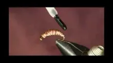 Video thumb for Meal Worm
