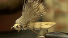 Video thumb for Charlie Boy Hopper