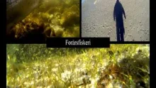 Video thumb for Spring fishing for Sea Trout 