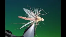 Video thumb for Detached Bodied Daddy Long Legs