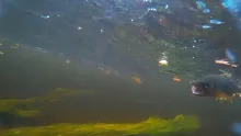 Video thumb for Fly Fishing for Wild Brown Trout