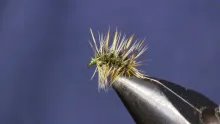 Video thumb for Griffith Gnat