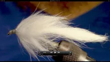 Video thumb for Rabbit Flesh Fly