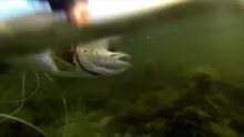 Video thumb for Evening trout