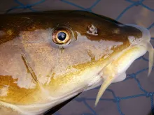 User submitted picture: White Fish