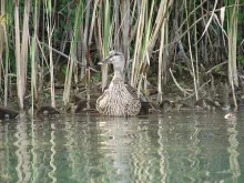 User submitted picture: Duck family in the water ...