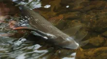 User submitted picture: Grayling ;) 