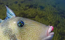 User submitted picture: Grey triggerfish on Lande...