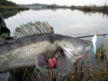 User submitted picture: "zander love pike flies!...