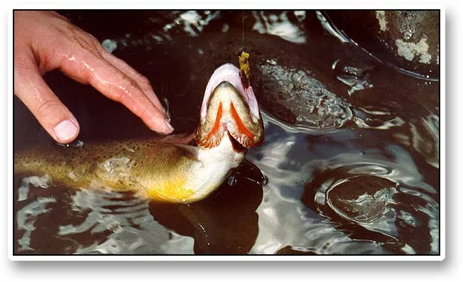 Two cuts - The reason why Cutthroats have got their name!