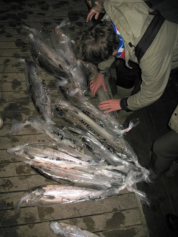Icelandic salmon - Some salmon rivers on Iceland are so full of fish that it's almost impossible to harm the population by killing what you catch, but a sight like this still doesn't make me feel quite right.