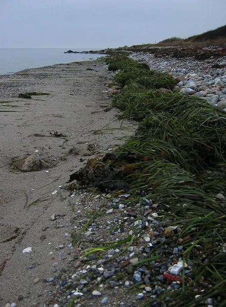 Grass blown onto the beach - The wind had gathered most grass on the beach and the water was clear