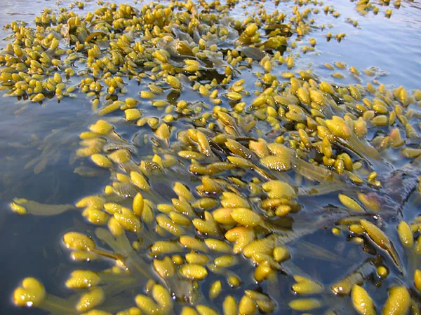 Line-snaggers - Seaweed in the surface. Ready to grab your line and fly