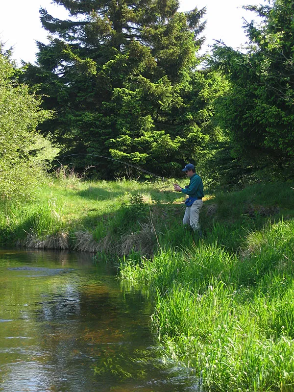 Forrest part - This part of the stream was really nice and productive, but also pretty hard to fish in some places