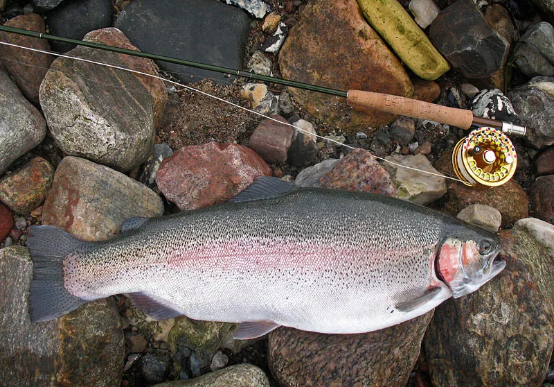 The reason - This fish caught by my good friend Nils shows why we go hunting for these rainbows! It's well worth the wait. This was caught quite close to the shore.