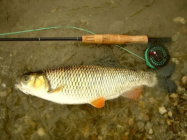 User submitted picture: Very Nice Chub in the Riv...