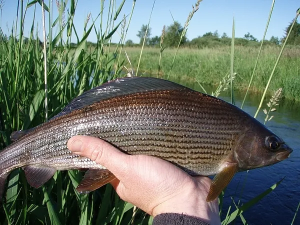 User submitted picture: Stephen from Wadeon.com g...